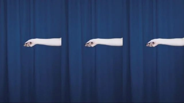 BJ예냥이-sjy454562-26052076